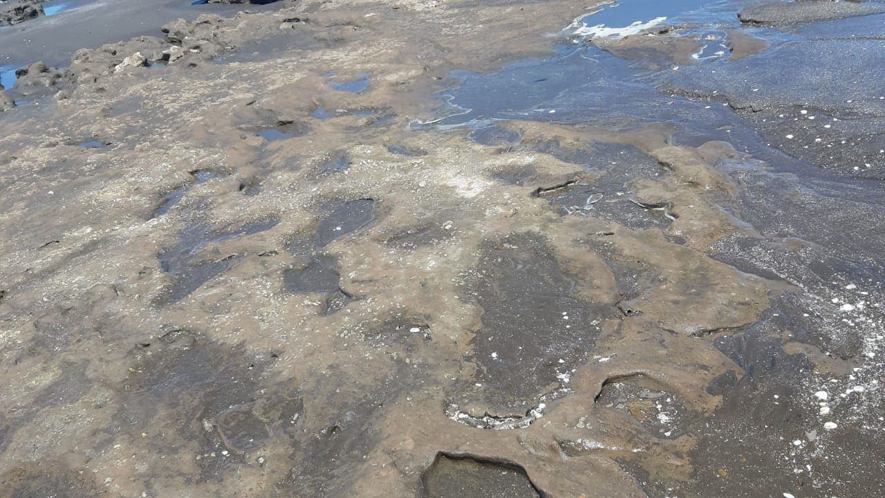 Plataforma con huellas fósiles en la playa de Pehuen Co